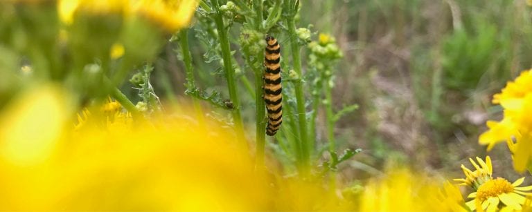 Gestreepte rups op het SintJacobskruiskruid