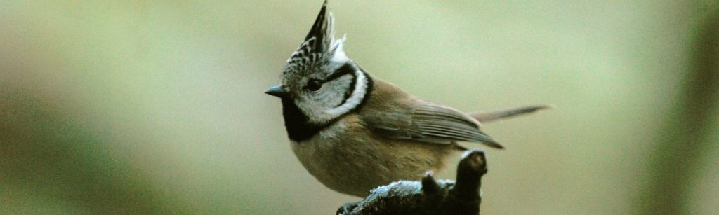 Kuifmees – Parus cristatus – © Piet Munsterman